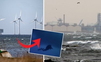 Bild till artikeln Forskarnas chockerande upptäckt i havet runt vindkraftverken