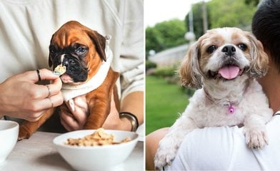 Bild till artikeln Så ofta ska du mata din hund – för att undvika hälsobesvär