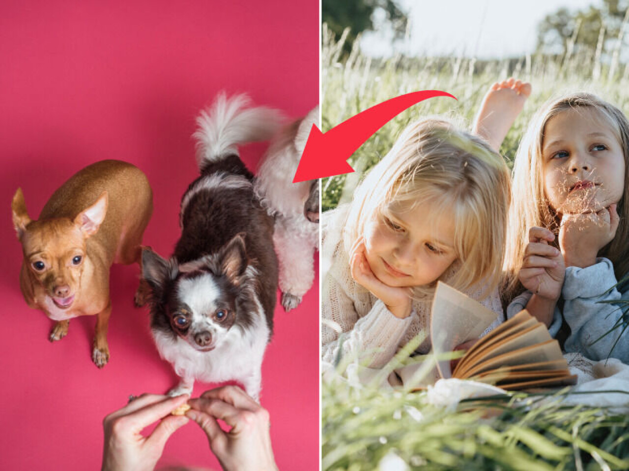 Sugen på att skaffa en familjehund? Här är 10 barnvänliga raser