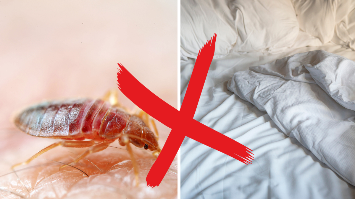 Så blir du av med vägglöss – en gång för alla.