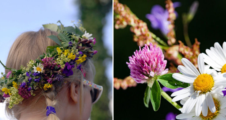 allmänt, Sverige, fridlysta, midsommarkrans, Blommor, midsommarafton