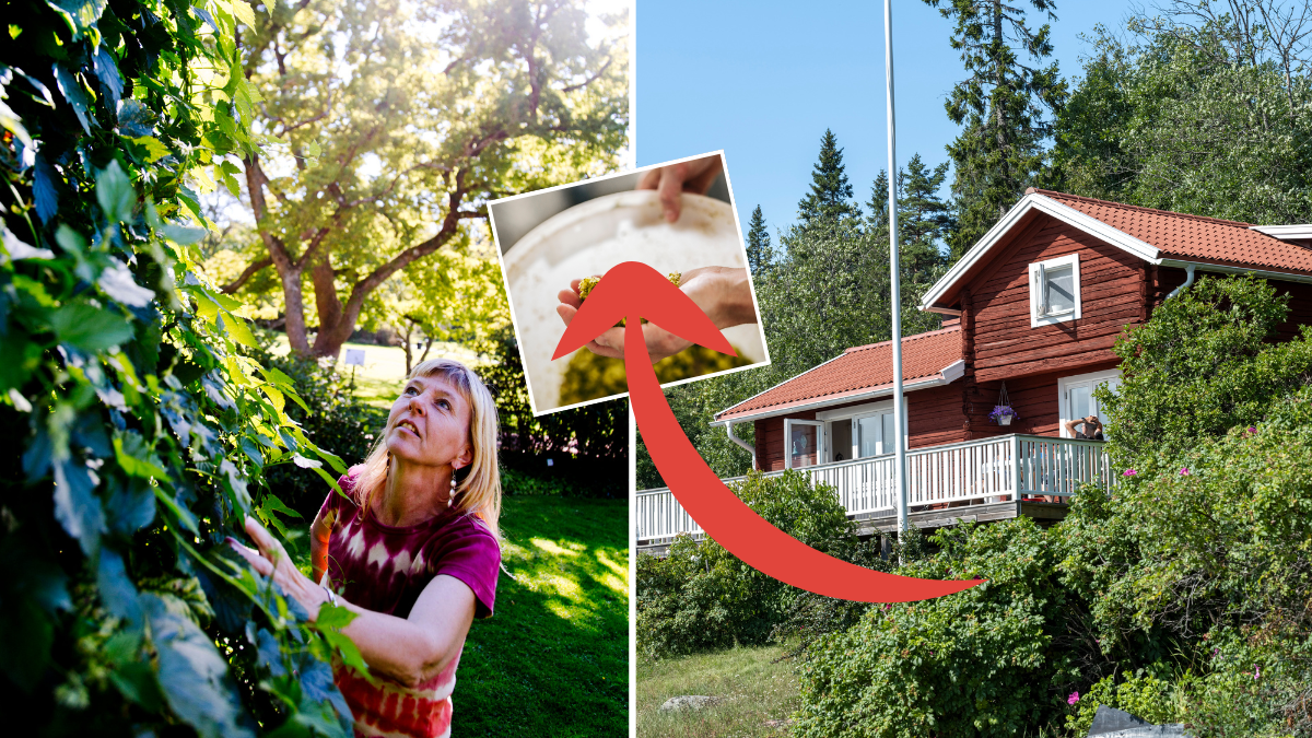 Vanliga växten i din trädgård – är en delikatess