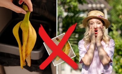 Bild till artikeln Släng inte dina bananskal – då går du miste om en skatt