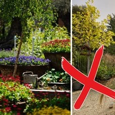 Bild på en trädgård med ett rött kryss på 2025. 