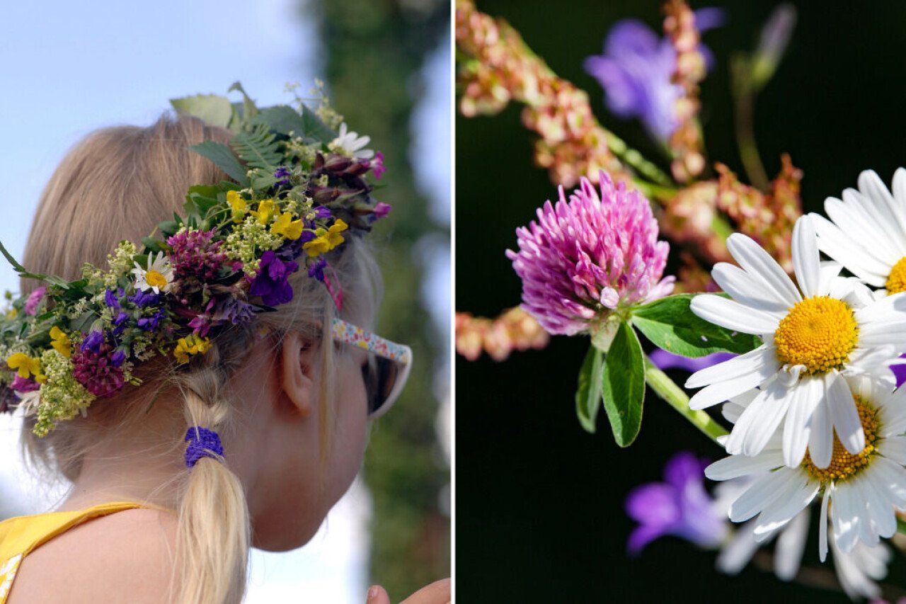 Dags att göra midsommarkransar! Vilka blommor får man plocka i Sverige och vilka blommor är fridlysta?