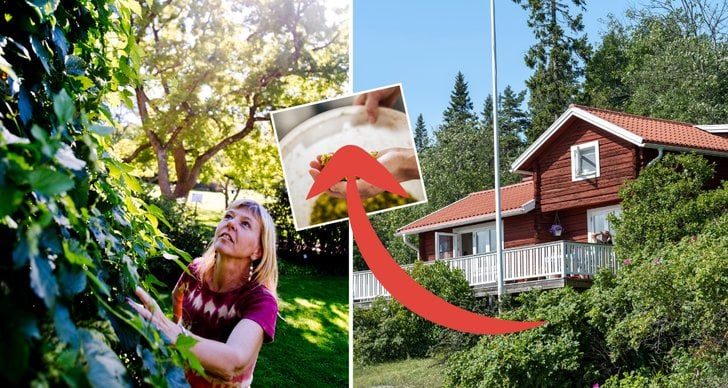 Växt, Trädgård