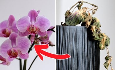 Bild till artikeln Så får du krukväxt att blomma igen – med ett enkelt knep