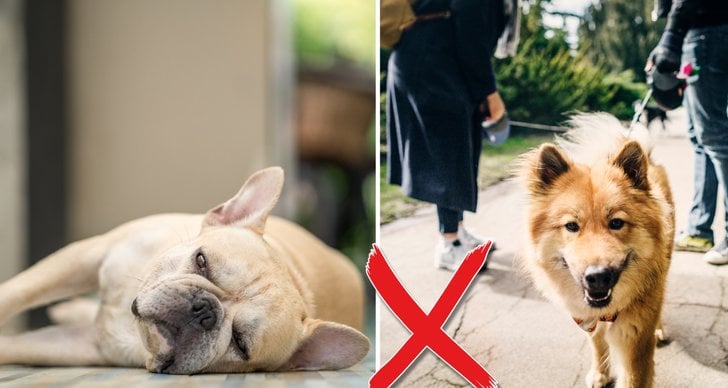 Expert, Hund, Familj, Husdjur