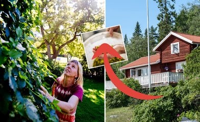 Vanliga växten i din trädgård – är en delikatess