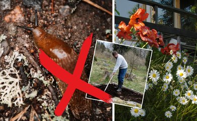 Bild till artikeln Lägg vanliga kryddan i trägården – då flyr sniglarna direkt