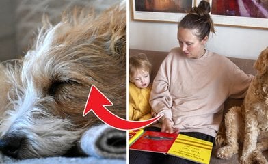 Bild till artikeln Det avgör hur länge din hund lever – vanliga missen